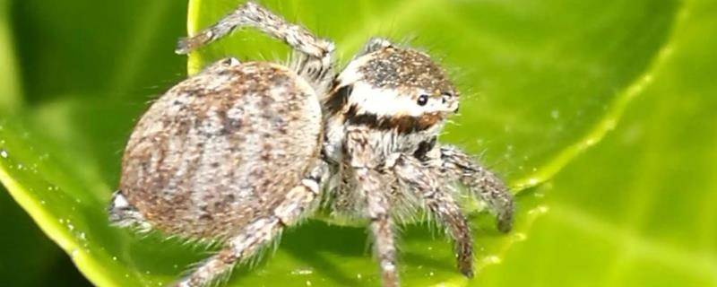 什么是跳蛛，是蜘蛛目、跳蛛科动物的统称