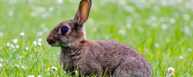 兔子相关介绍，是兔形目、兔科下属物种的统称