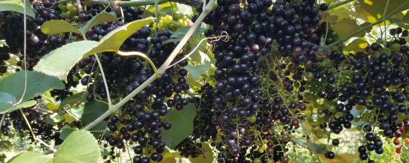 山葡萄的简介，属于葡萄科、葡萄属木质藤本植物
