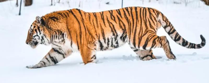 老虎与熊相比哪个战斗力更强，老虎的灵活性和进攻性更强
