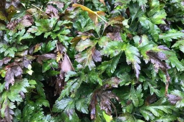 黄连的简介，属于毛茛科、黄连属植物