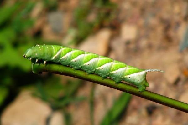 什么是老虎虫，是鳞翅目、大蚕蛾科幼虫的统称