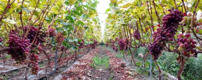葡萄怎么种植和防治病害，全年要中耕6-8次