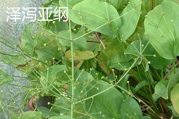 什么是单子叶植物，胚具有1枚子叶