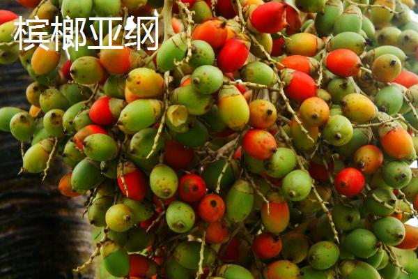 什么是单子叶植物，胚具有1枚子叶