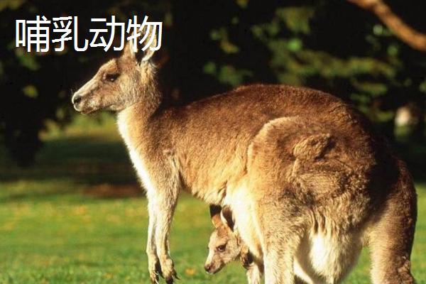 什么是低等动物，是指结构简单、无脊椎、组织及器官分化不明显的动物
