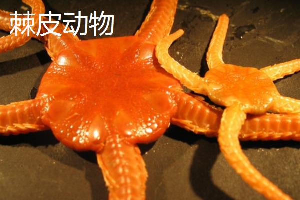什么是低等动物，是指结构简单、无脊椎、组织及器官分化不明显的动物