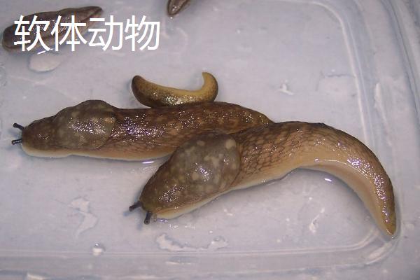 什么是低等动物，是指结构简单、无脊椎、组织及器官分化不明显的动物
