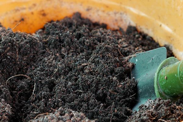 彼岸花相关介绍，属于石蒜科、石蒜属植物