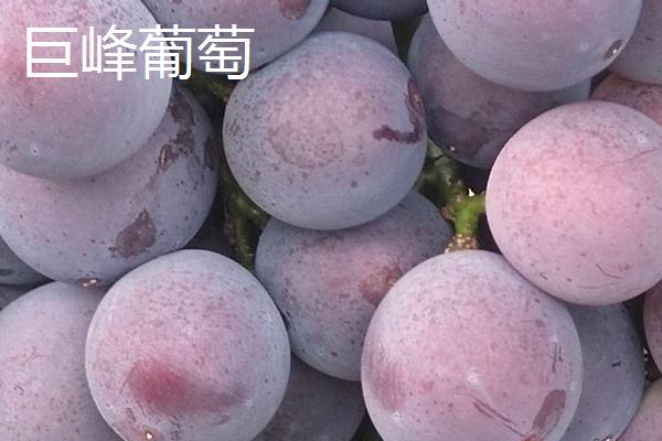 葡萄与提子有什么区别，提子是葡萄里面的一个品种