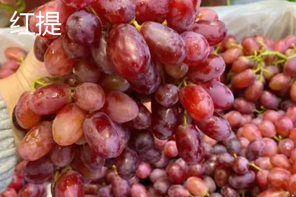 葡萄与提子有什么区别，提子是葡萄里面的一个品种