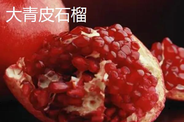 石榴的简介，属于石榴科、石榴属植物