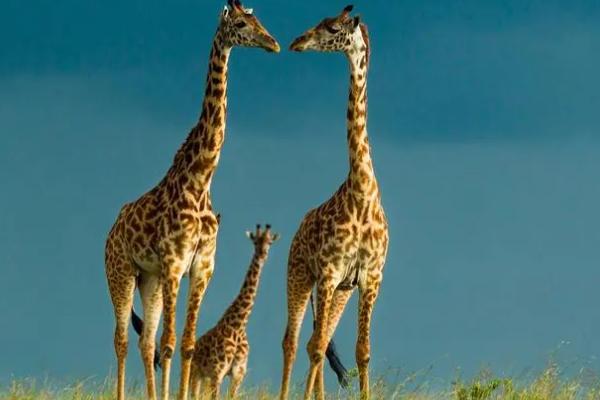 长颈鹿的英文，读作giraffe