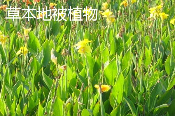 草本植物的简介，是指木质部不发达、支持力弱的植物