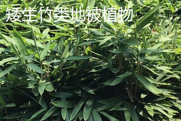 草本植物的简介，是指木质部不发达、支持力弱的植物