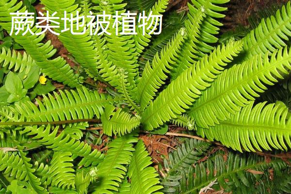 草本植物的简介，是指木质部不发达、支持力弱的植物