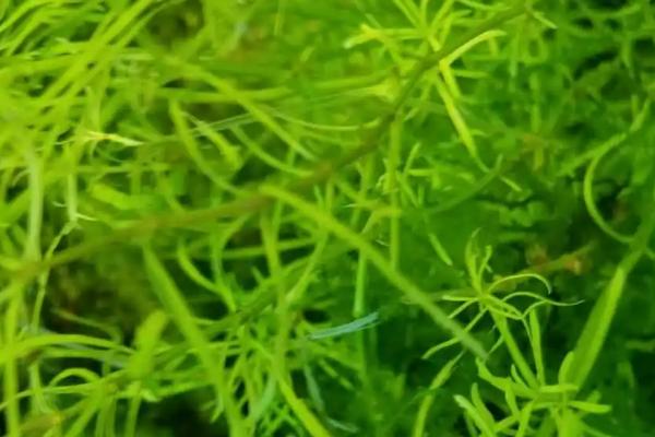 藻类植物的相关介绍，属于原始、古老的低等生物