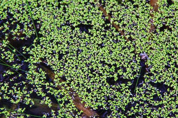 藻类植物的相关介绍，属于原始、古老的低等生物
