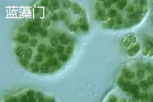 藻类植物的相关介绍，属于原始、古老的低等生物