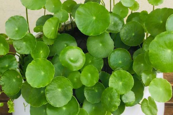 有哪些常见的水养植物，包括富贵竹、吊兰、铜钱草、绿萝等品种