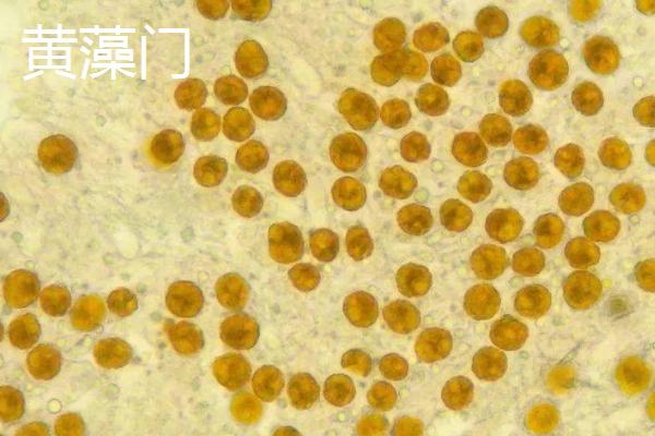 藻类植物的相关介绍，属于原始、古老的低等生物