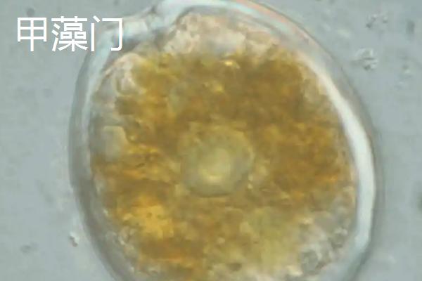 藻类植物的相关介绍，属于原始、古老的低等生物