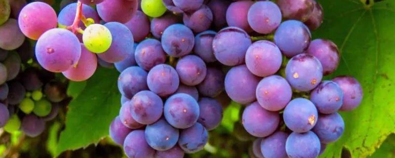 葡萄与提子有什么区别，提子是葡萄里面的一个品种