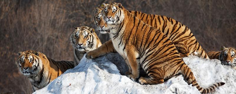 西伯利亚虎简介，是现存6种老虎之一