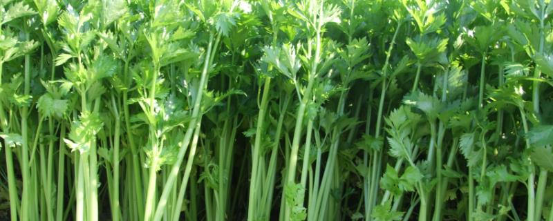 芹菜和香菜的区别，生物分类、形态和气味均不同