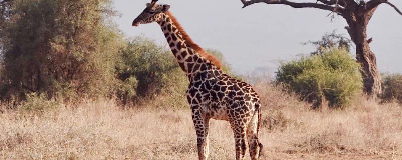 长颈鹿简介，是大型哺乳动物