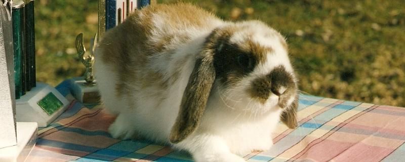 宠物兔的品种，常见以下8种
