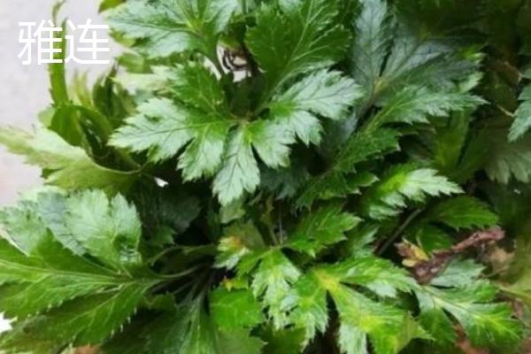 黄连简介，属多年生草本植物