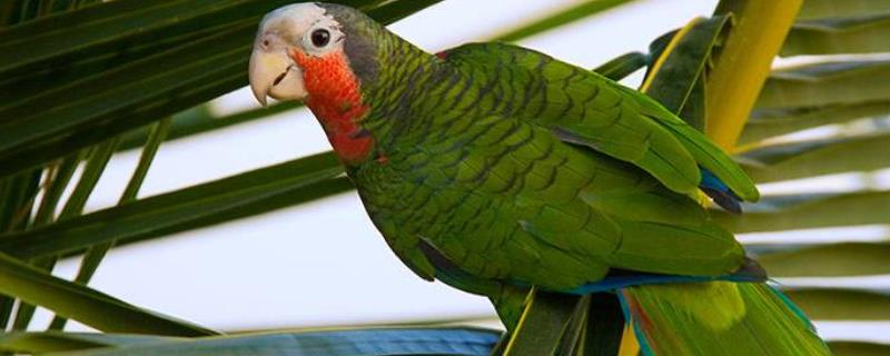寿命最长的鸟是什么鸟，是亚马逊鹦鹉