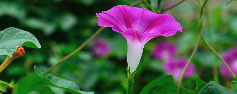 喇叭花简介，原产于热带美洲的观赏花卉