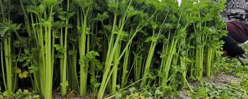 芹菜简介，根据芹菜叶柄的形态分为本芹和西芹