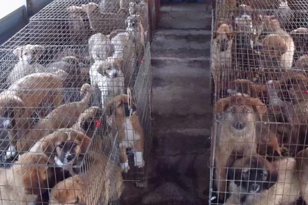 肉狗养殖技术，饲喂肉狗的时间要固定