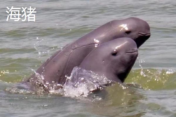 海猪简介，有长江江豚和印太江豚两种