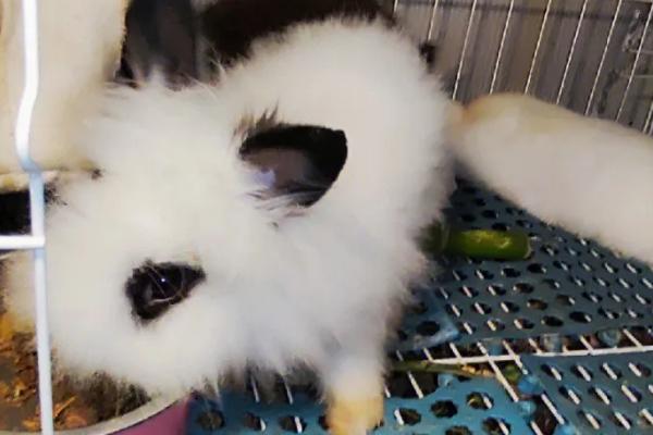 宠物兔的品种，常见以下8种