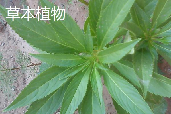 草本植物和木本植物的区别，外观、生命周期和生长习性均不同