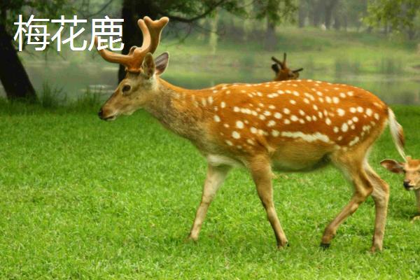 梅花鹿和麋鹿的区别，科属、形态、分布和生活习性均不同