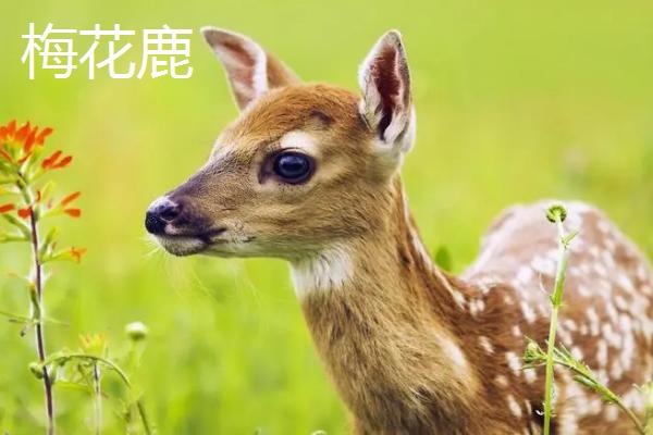 梅花鹿和麋鹿的区别，科属、形态、分布和生活习性均不同