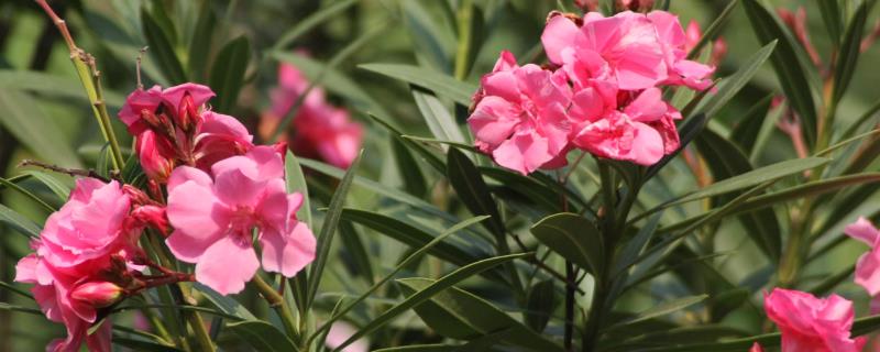 有毒植物介绍，泛指含有生物碱、多肽、胺等有毒物质的植物