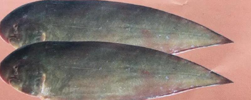 龙利鱼简介，是名贵海洋鱼类之一