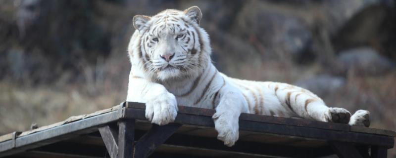 什么是银虎，也叫雪虎、是由白虎的基因进一步变异而来
