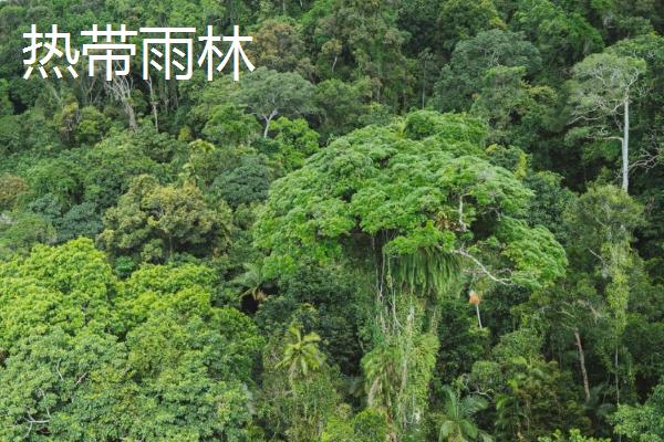 亚寒带针叶林气候简介，夏季短促温凉且冬季严寒漫长