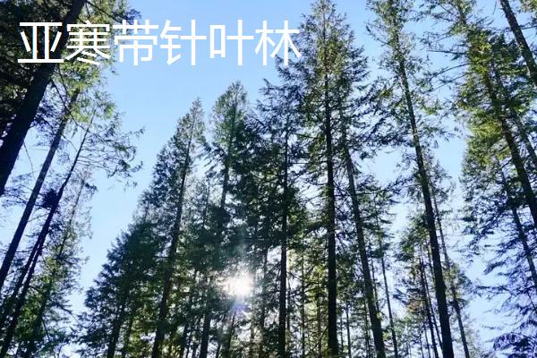 亚寒带针叶林气候简介，夏季短促温凉且冬季严寒漫长