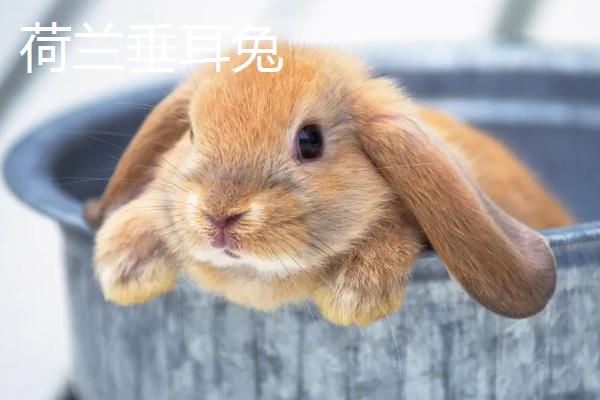 宠物兔的养殖方法，建议用专用的兔笼养