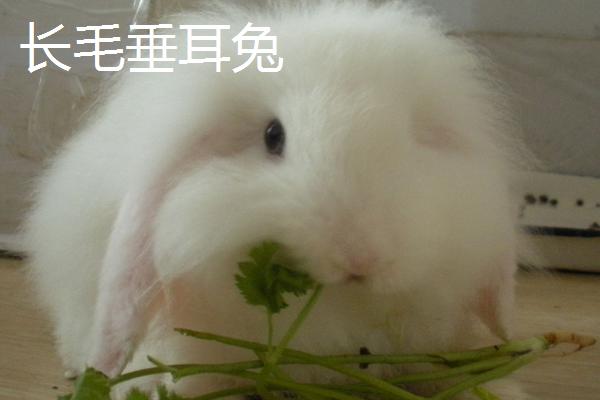 宠物兔的养殖方法，建议用专用的兔笼养