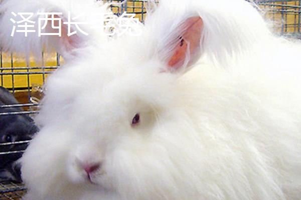 宠物兔的养殖方法，建议用专用的兔笼养