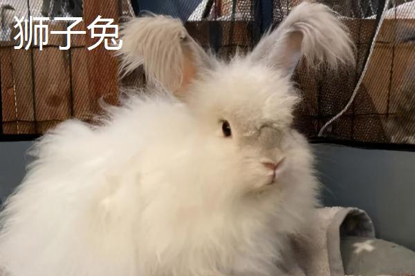 宠物兔的养殖方法，建议用专用的兔笼养